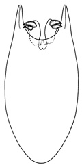 batmani